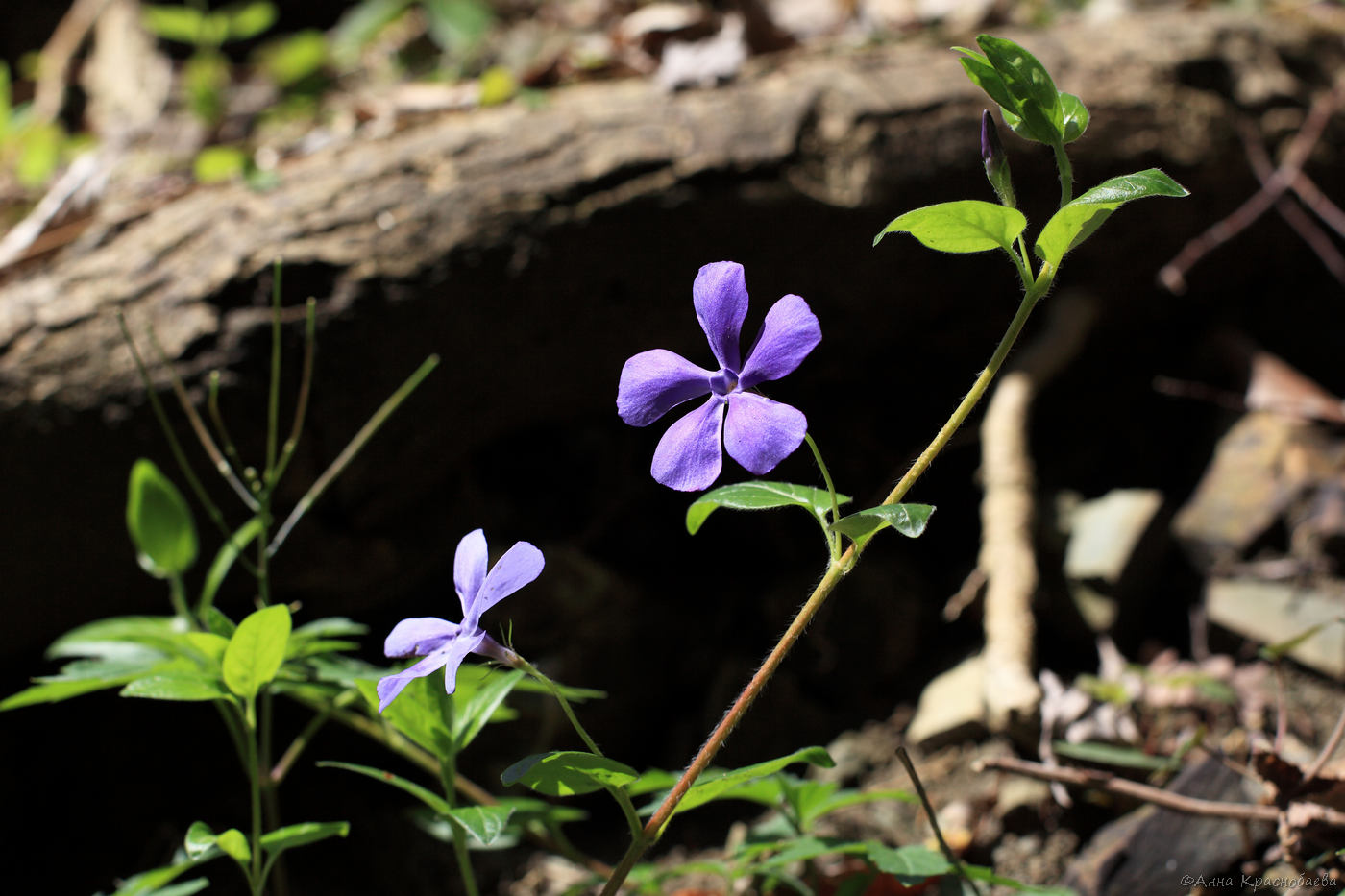 Изображение особи Vinca pubescens.