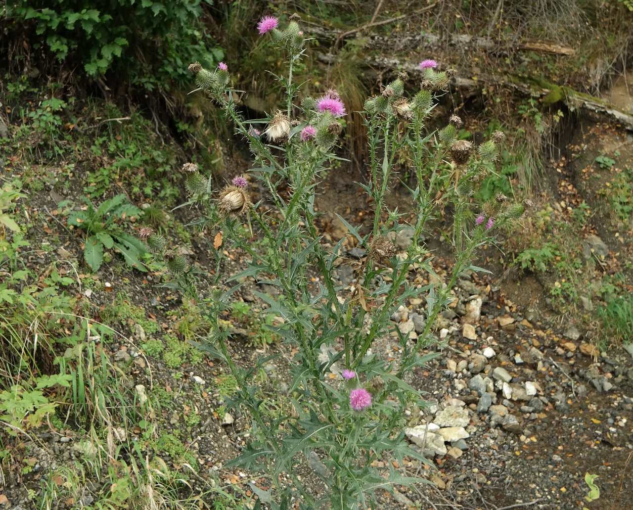 Image of Cirsium vulgare specimen.