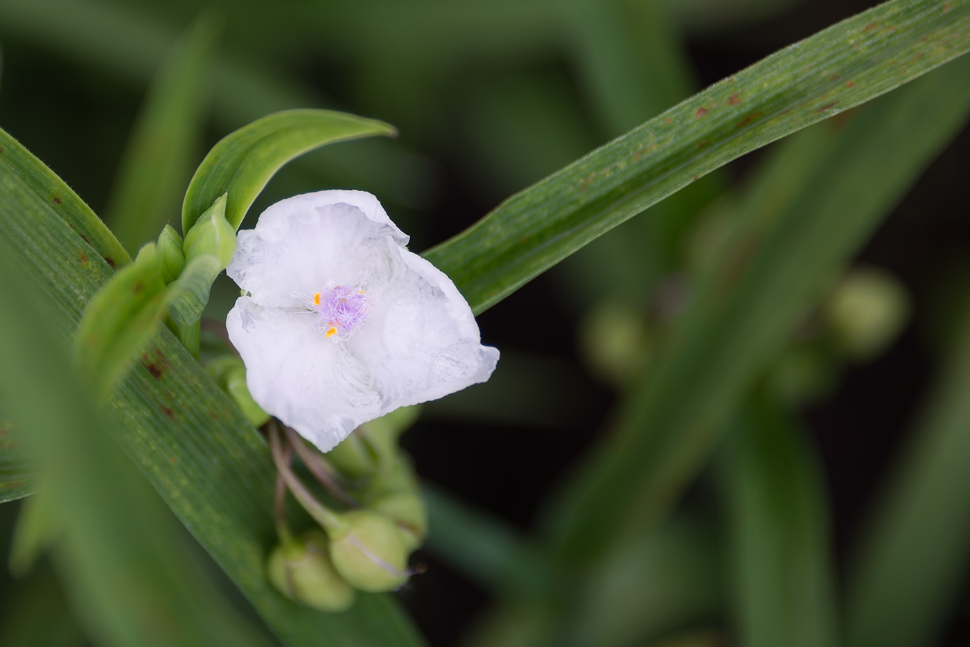 Изображение особи Tradescantia &times; andersoniana.