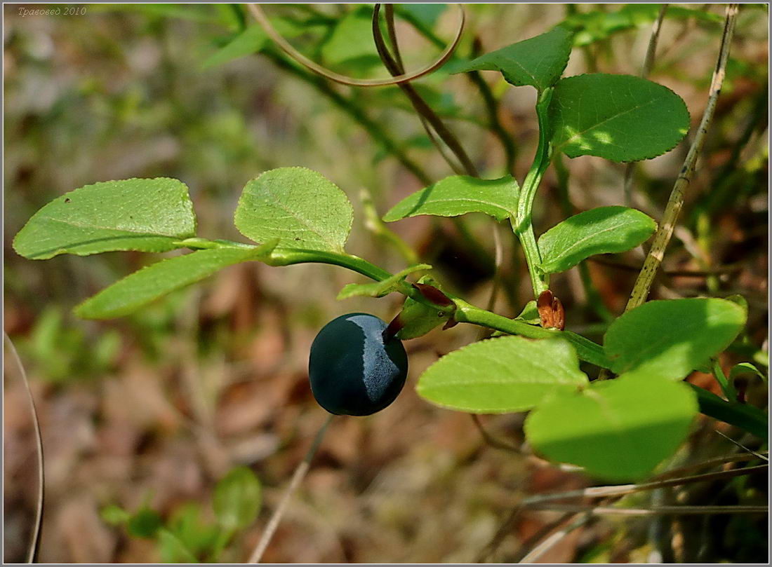 Image of Vaccinium myrtillus specimen.