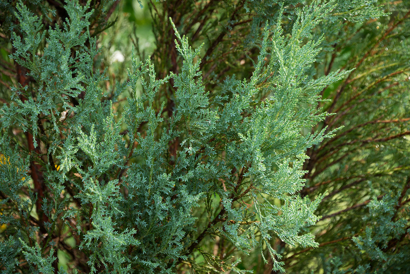 Image of Juniperus scopulorum specimen.