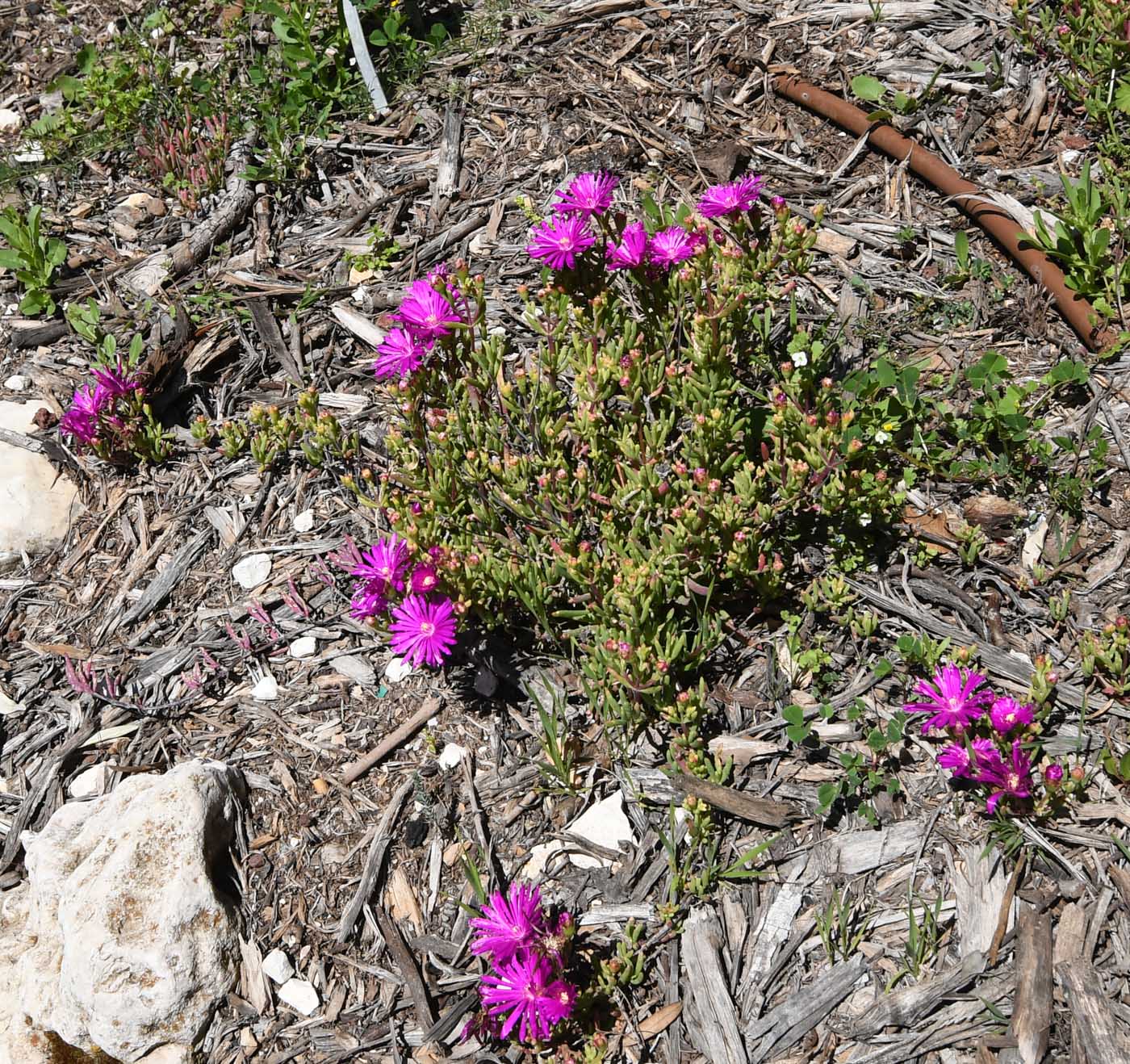 Image of Lampranthus productus specimen.