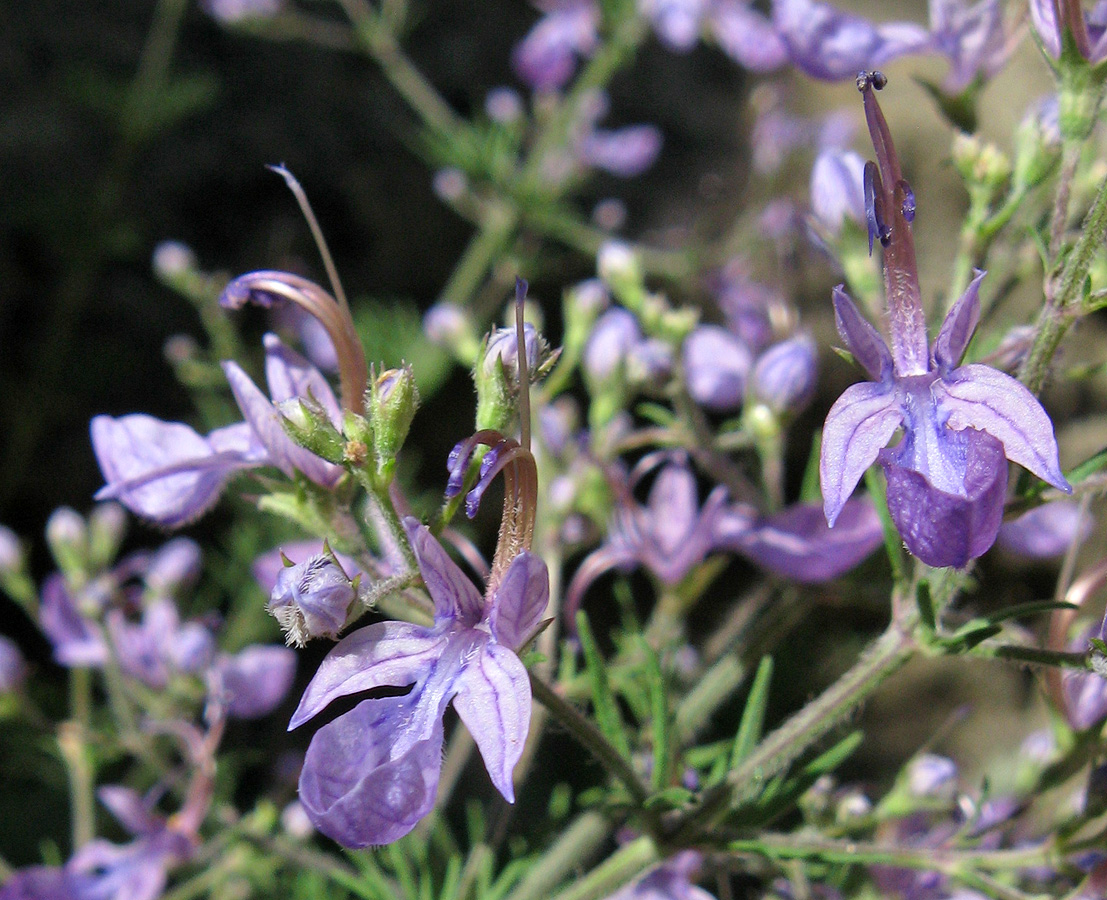 Image of Teucrium orientale specimen.