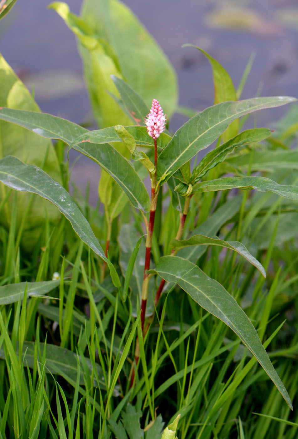 Изображение особи Persicaria amphibia.