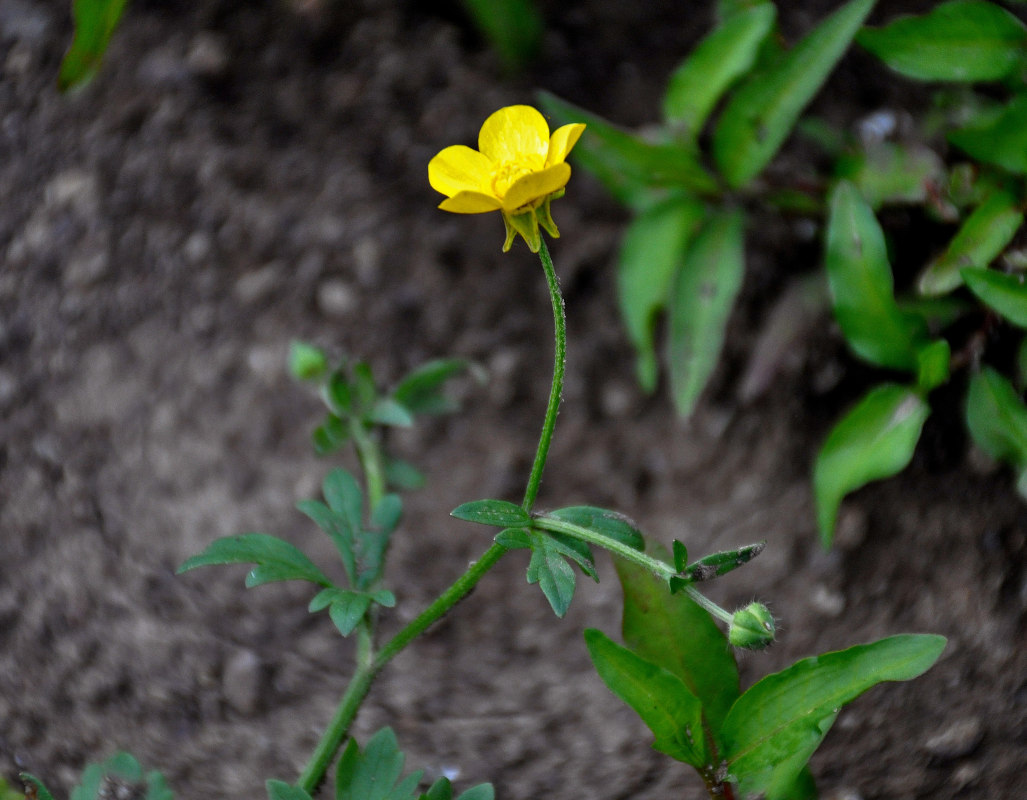 Изображение особи род Ranunculus.