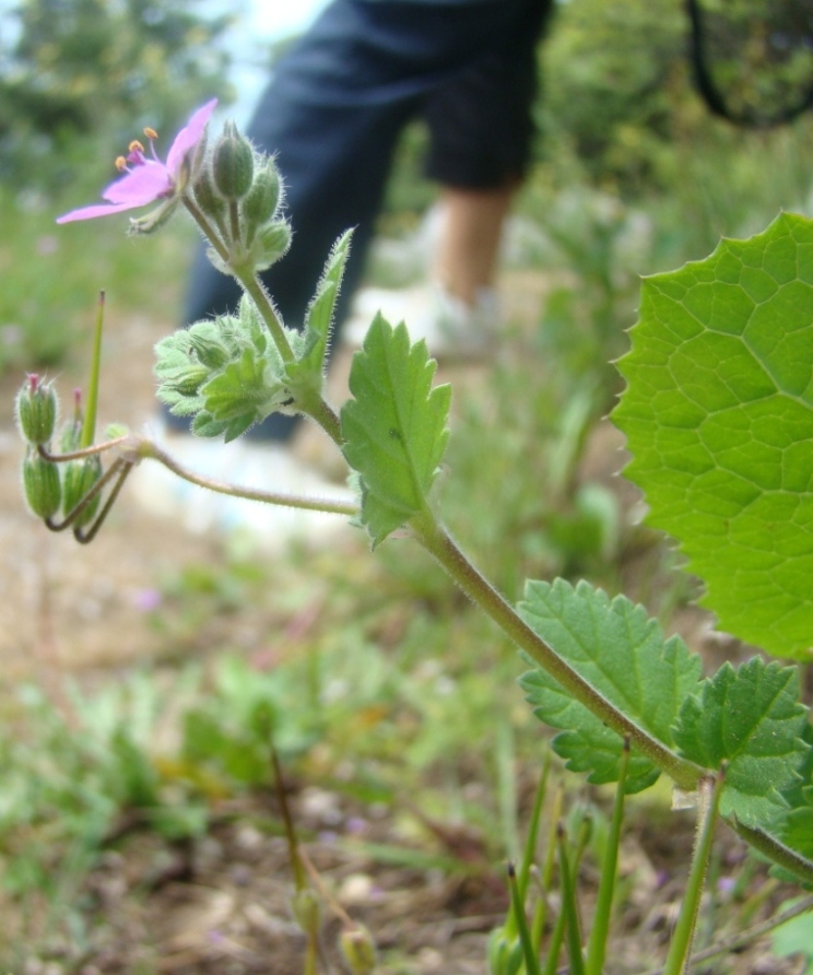 Image of Erodium malacoides specimen.