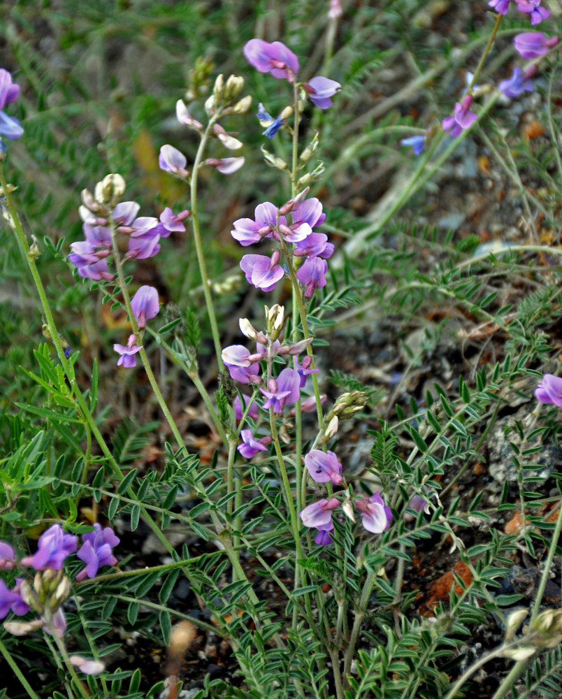 Image of Oxytropis teres specimen.