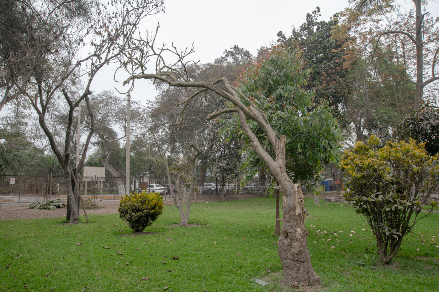 Image of Jatropha curcas specimen.