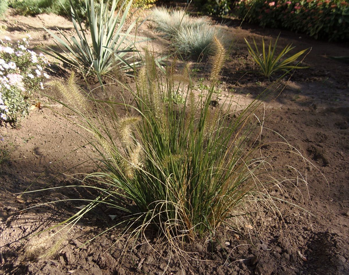 Image of genus Pennisetum specimen.