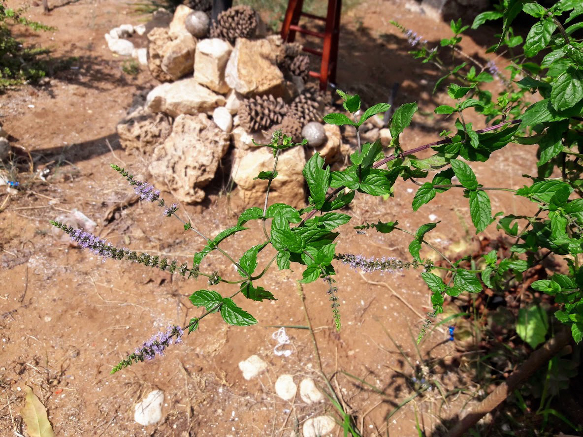 Image of Mentha spicata specimen.