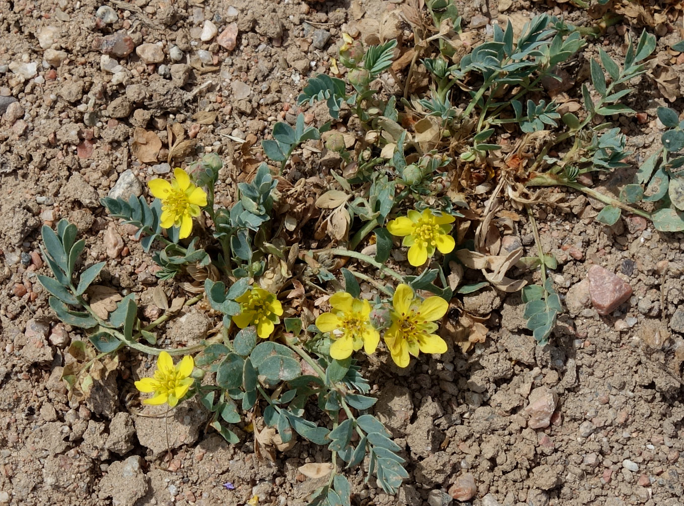 Image of Potentilla orientalis specimen.