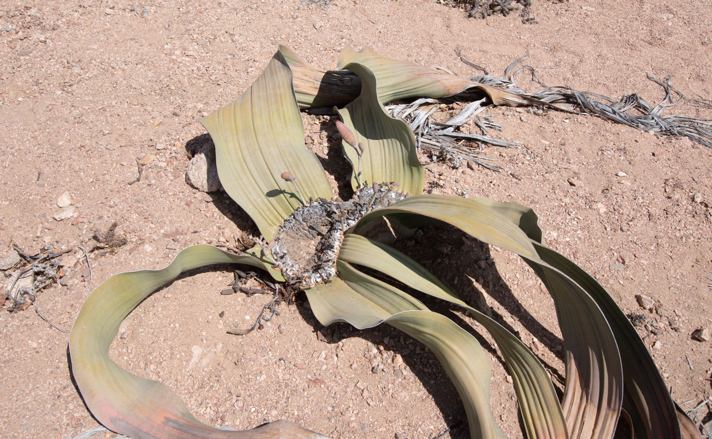 Image of Welwitschia mirabilis specimen.