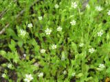 Arenaria serpyllifolia