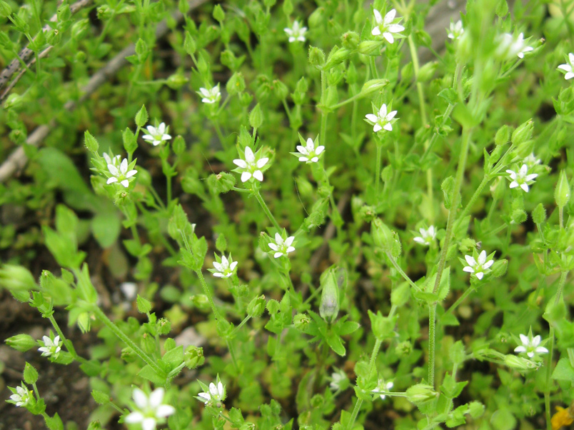 Image of Arenaria serpyllifolia specimen.