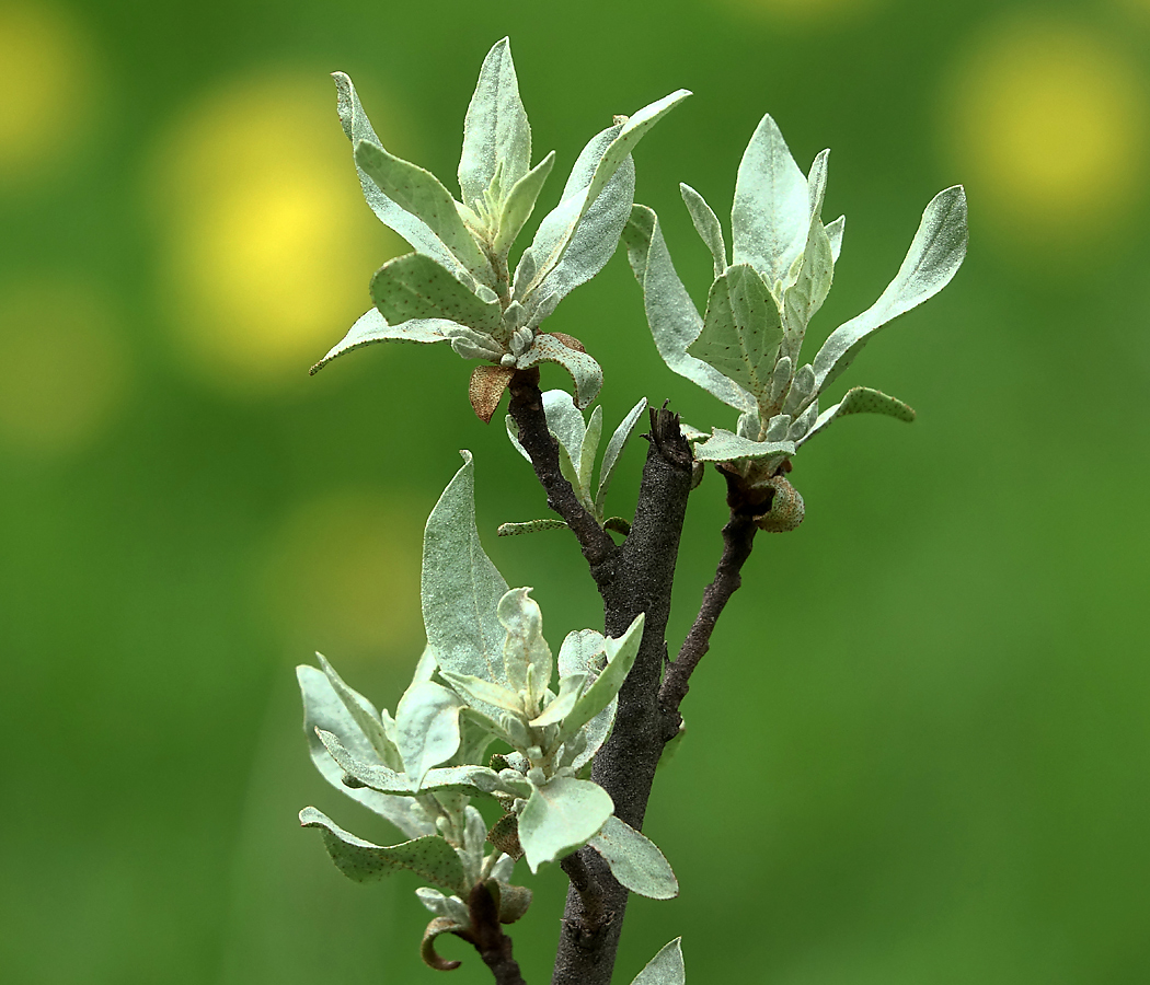 Image of Elaeagnus commutata specimen.