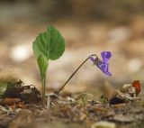 Смотреть изображение Viola tenuicornis