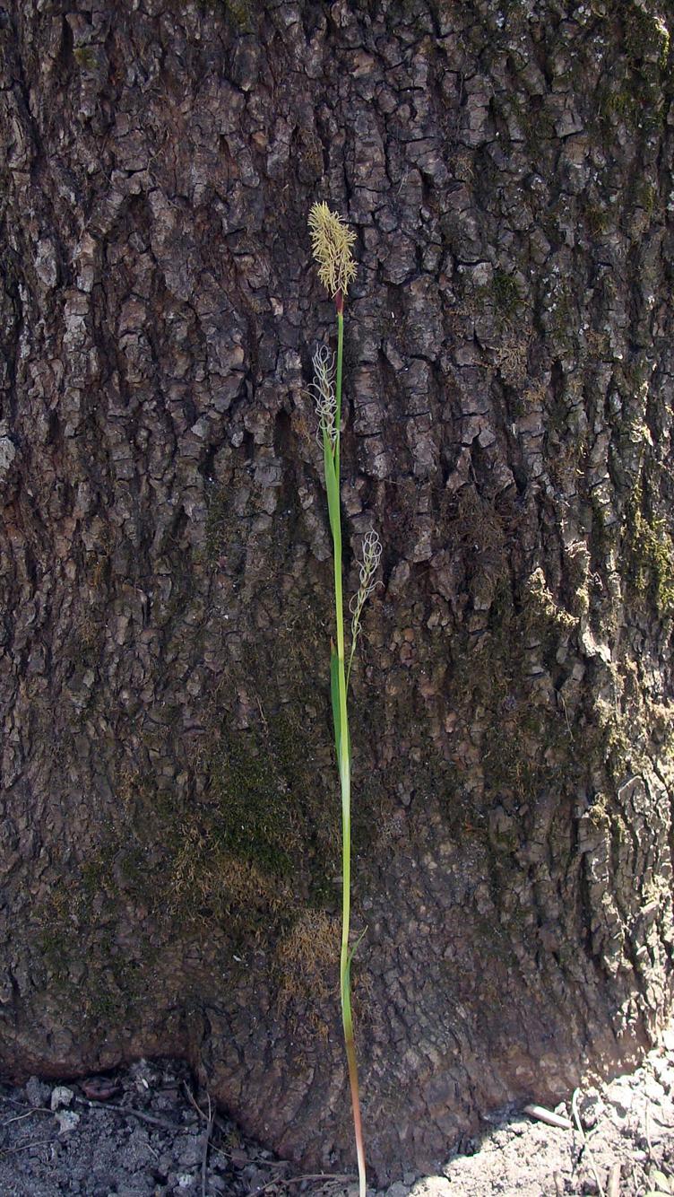 Image of Carex pilosa specimen.