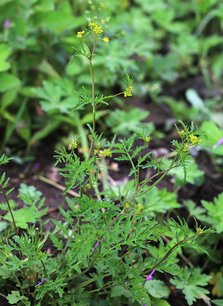 Изображение особи Rorippa sylvestris.