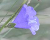 Campanula persicifolia