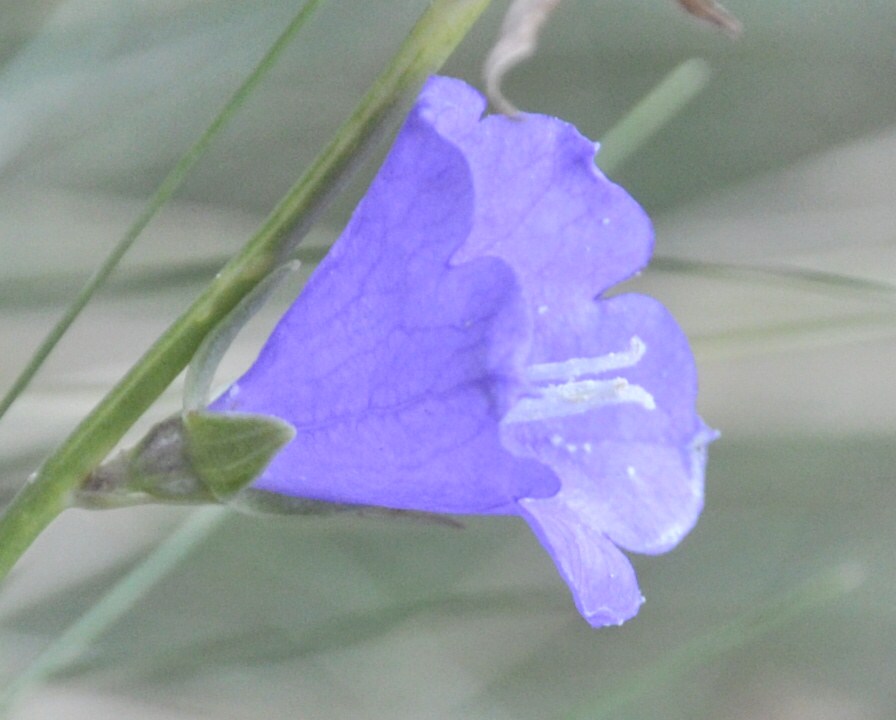 Image of Campanula persicifolia specimen.