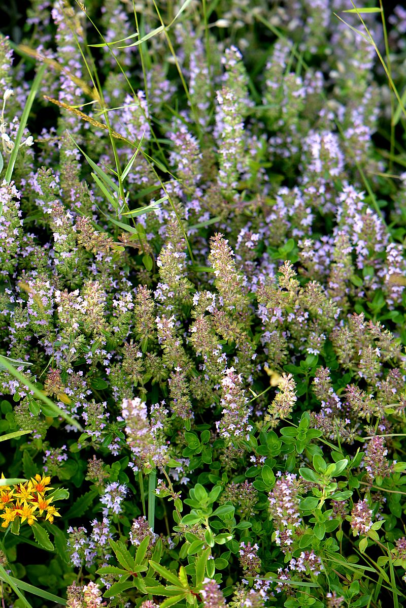 Image of Thymus pulegioides specimen.