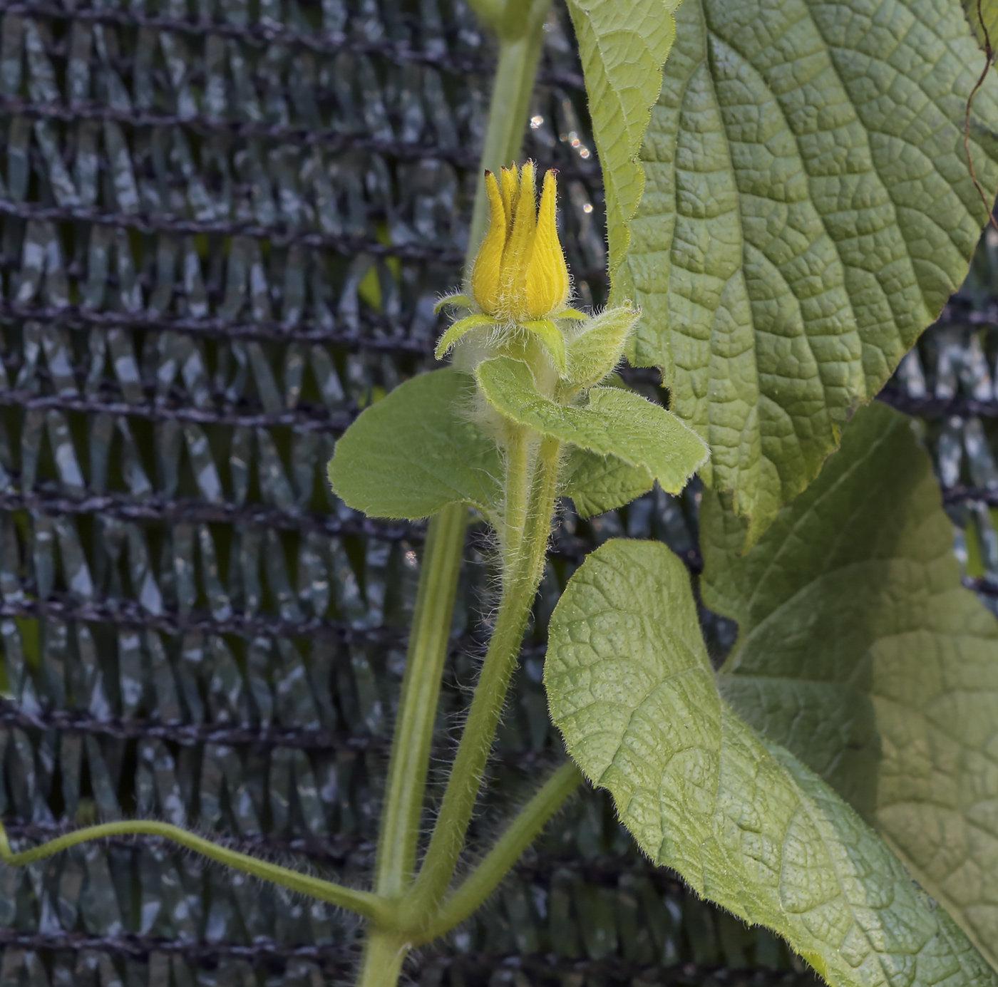 Image of Thladiantha dubia specimen.