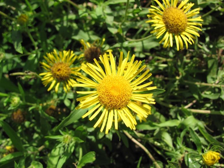 Image of Inula britannica specimen.