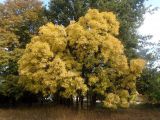 Смотреть изображение Fraxinus ptacovskyi
