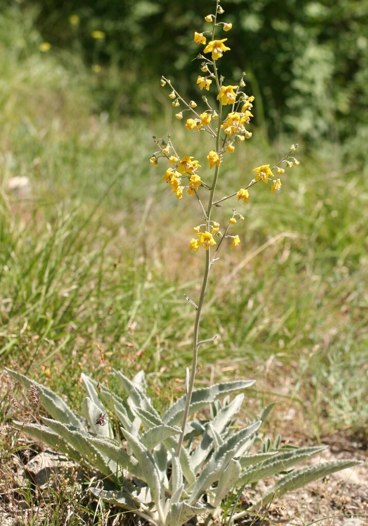 Изображение особи Verbascum tzar-borisii.