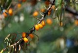 Hippophae rhamnoides. Часть ветви с плодами. Московская обл., окр. г. Железнодорожный, долина р. Чёрная, окраина прибрежного ивняка. 06.09.2020.