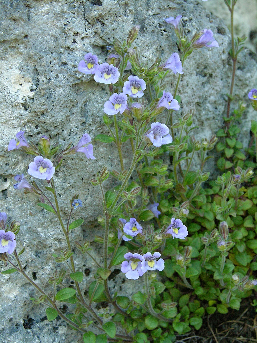 Image of Chaenorhinum origanifolium specimen.