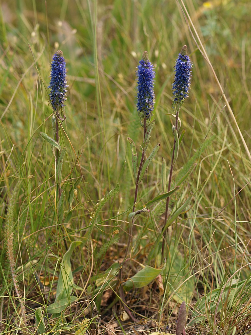 Image of Veronica spicata specimen.