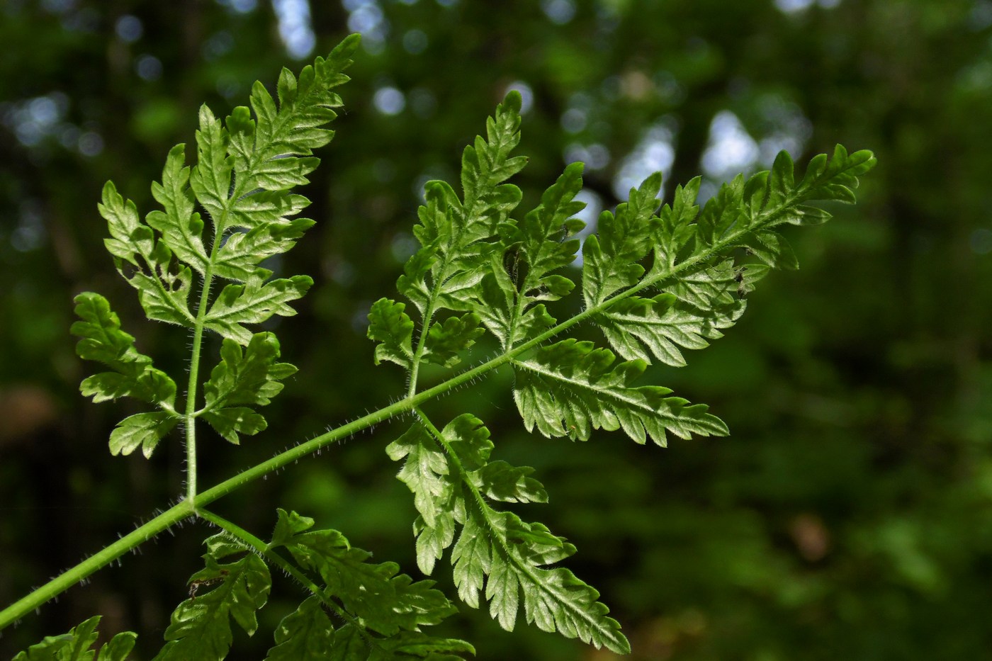 Image of Anthriscus sylvestris specimen.