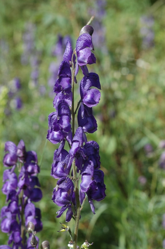 Image of Aconitum napellus specimen.