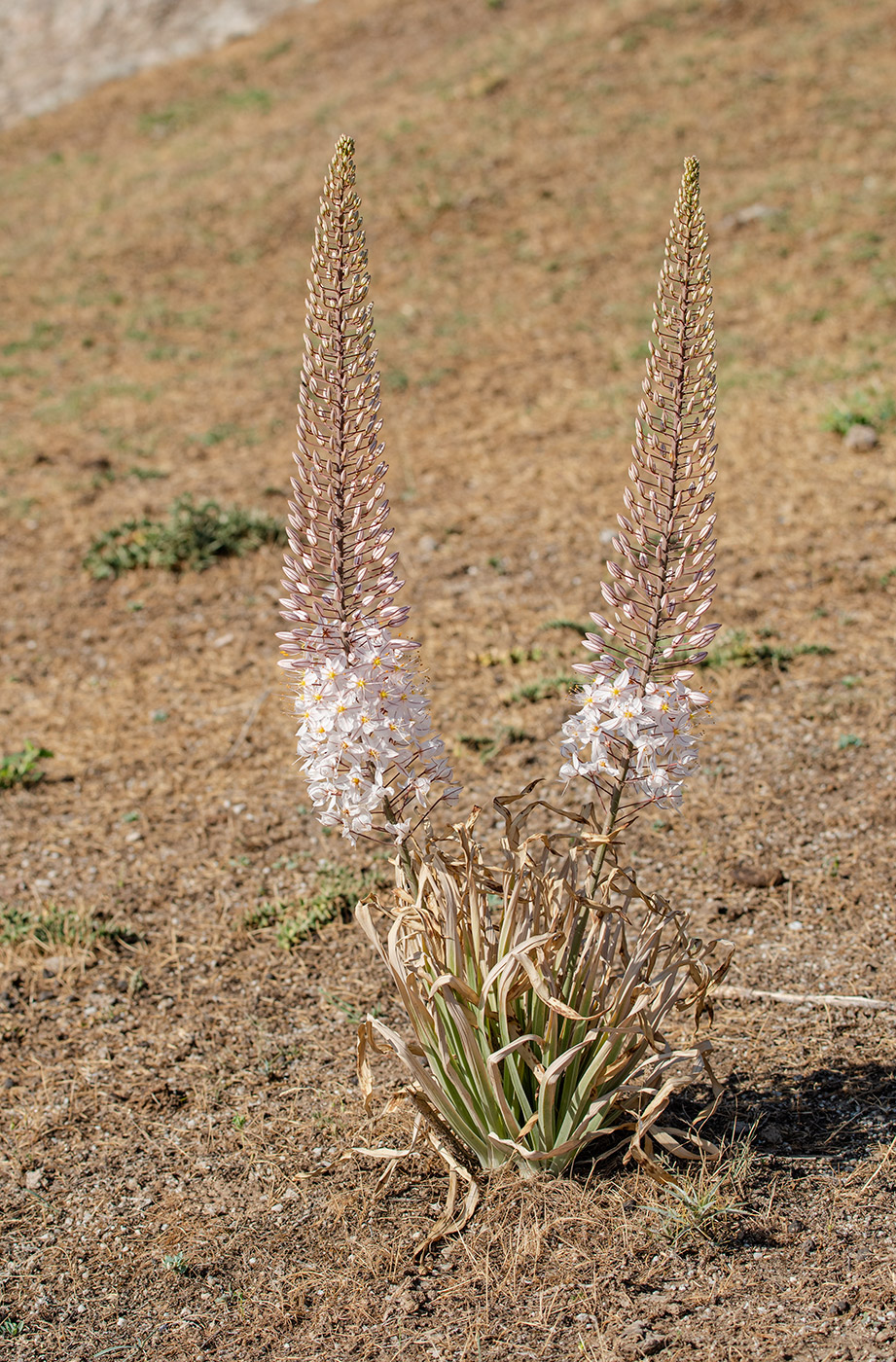 Image of Eremurus olgae specimen.