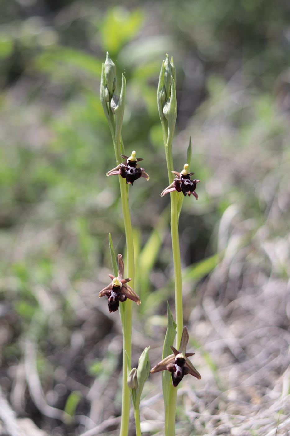 Image of Ophrys &times; aghemanii specimen.