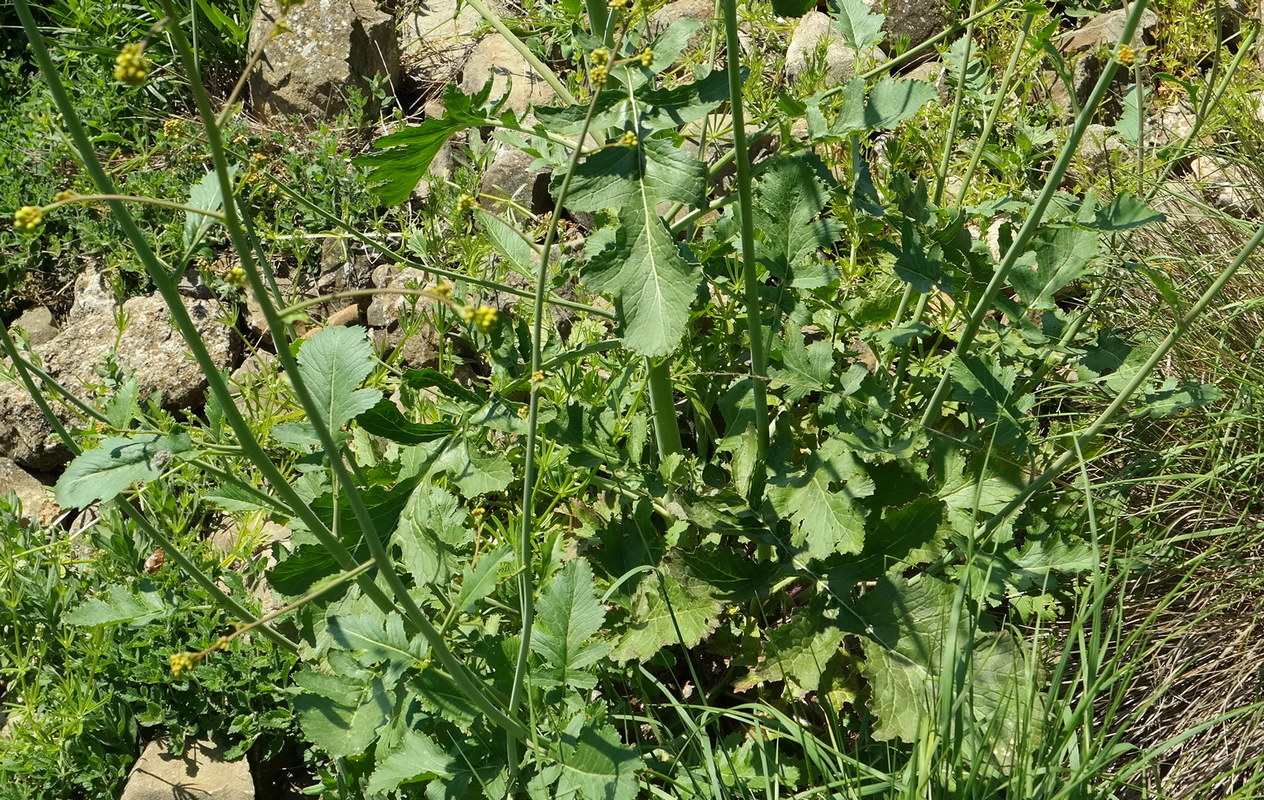 Изображение особи Crambe koktebelica.