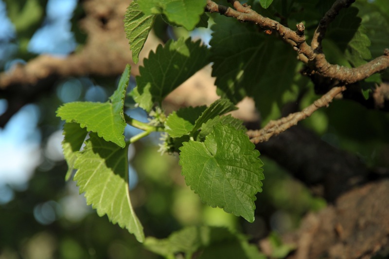 Image of Morus alba specimen.