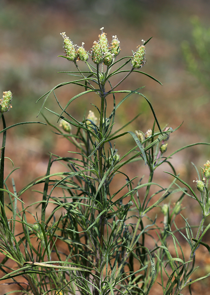 Изображение особи Plantago arenaria.