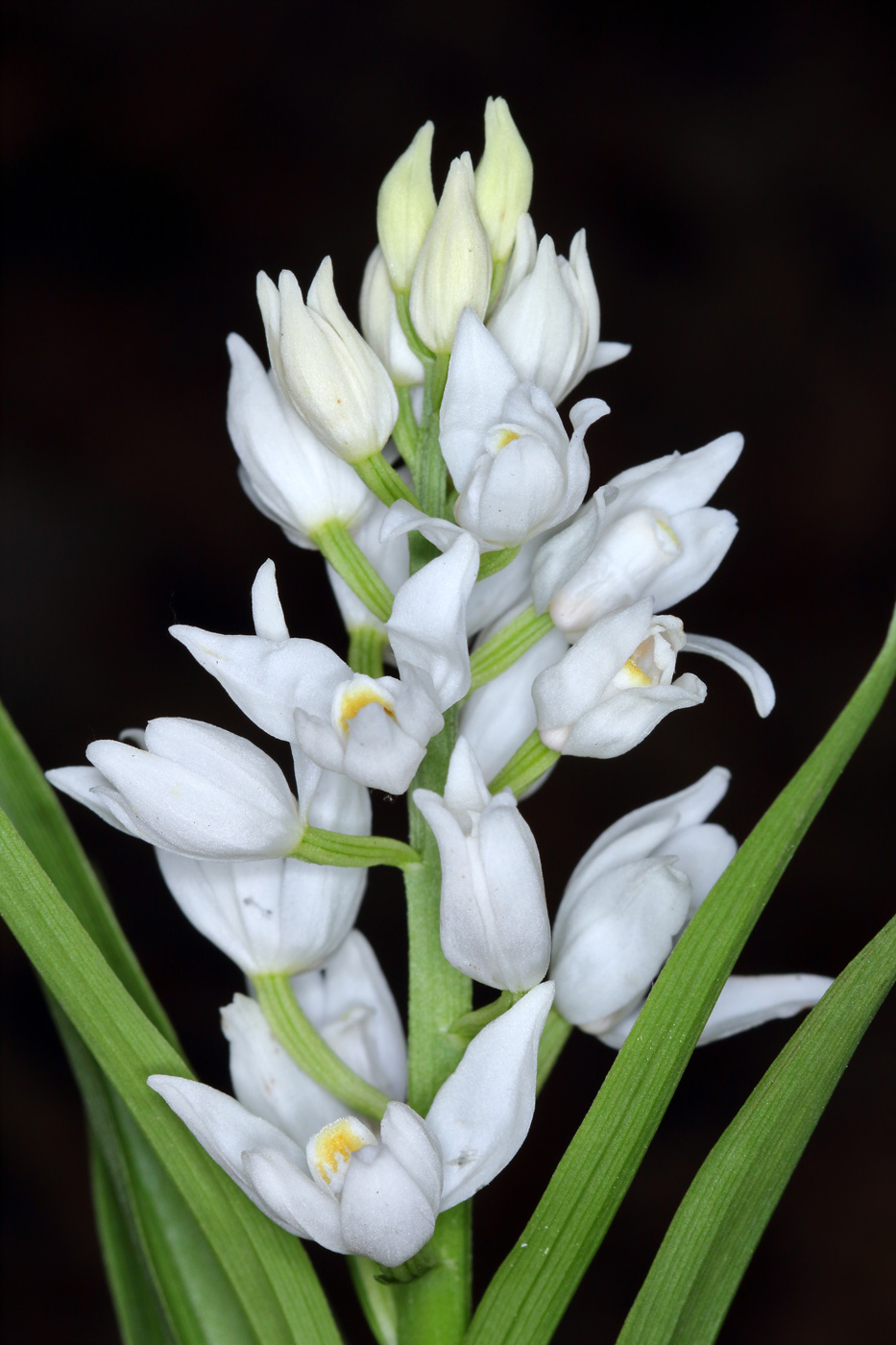 Изображение особи Cephalanthera longifolia.