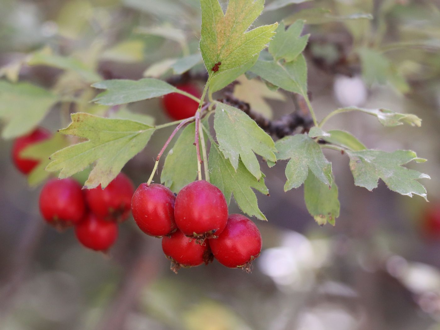 Image of Crataegus turkestanica specimen.