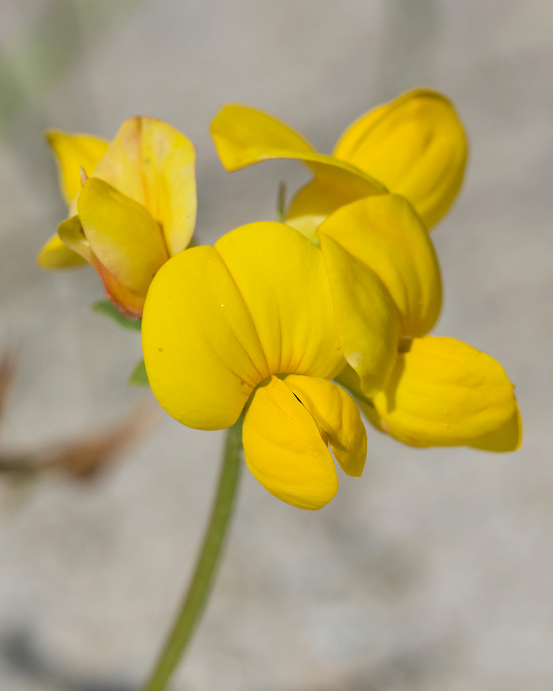 Изображение особи Lotus caucasicus.