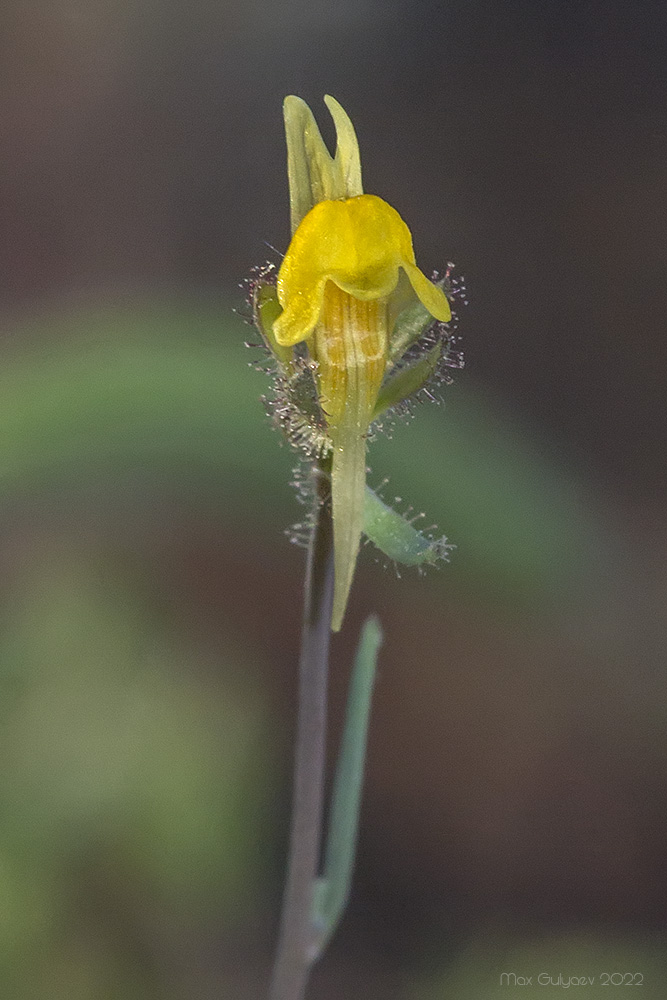 Изображение особи Linaria simplex.