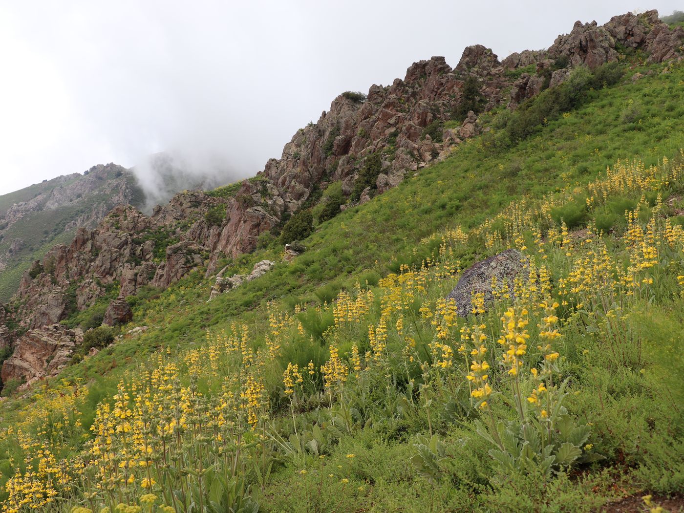 Image of Phlomoides fulgens specimen.