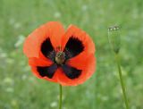 Papaver stevenianum. Цветок и плод-коробочка. Ульяновская обл., Мелекесский р-н, окр. с. Моисеевка, заросшее сорняками незасеянное поле близ шоссе. 04.05.2022.