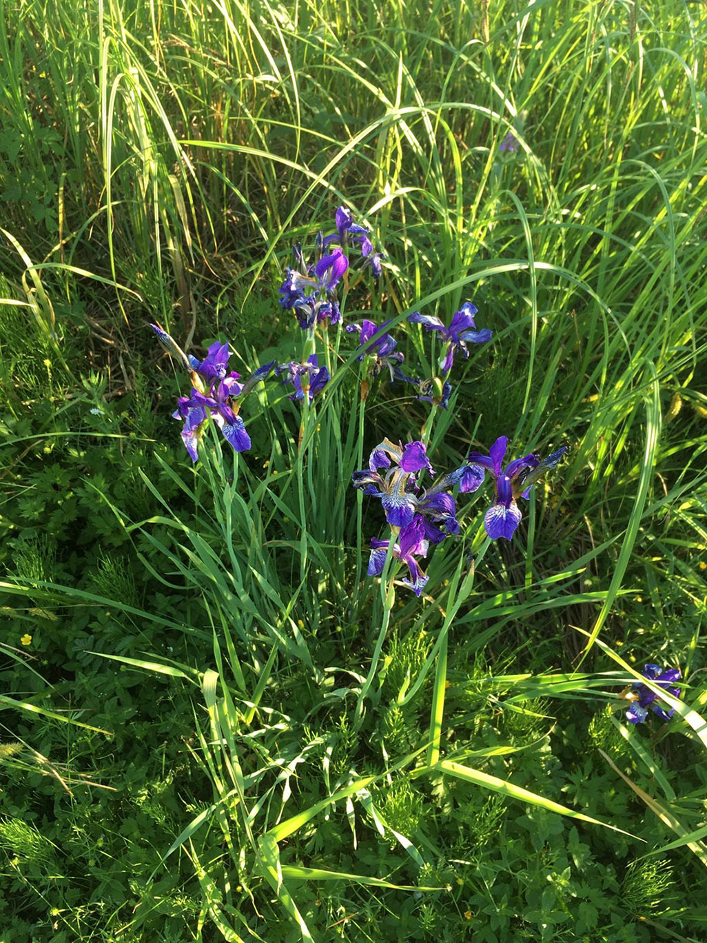 Image of Iris sibirica specimen.