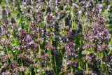 Thymus pulegioides