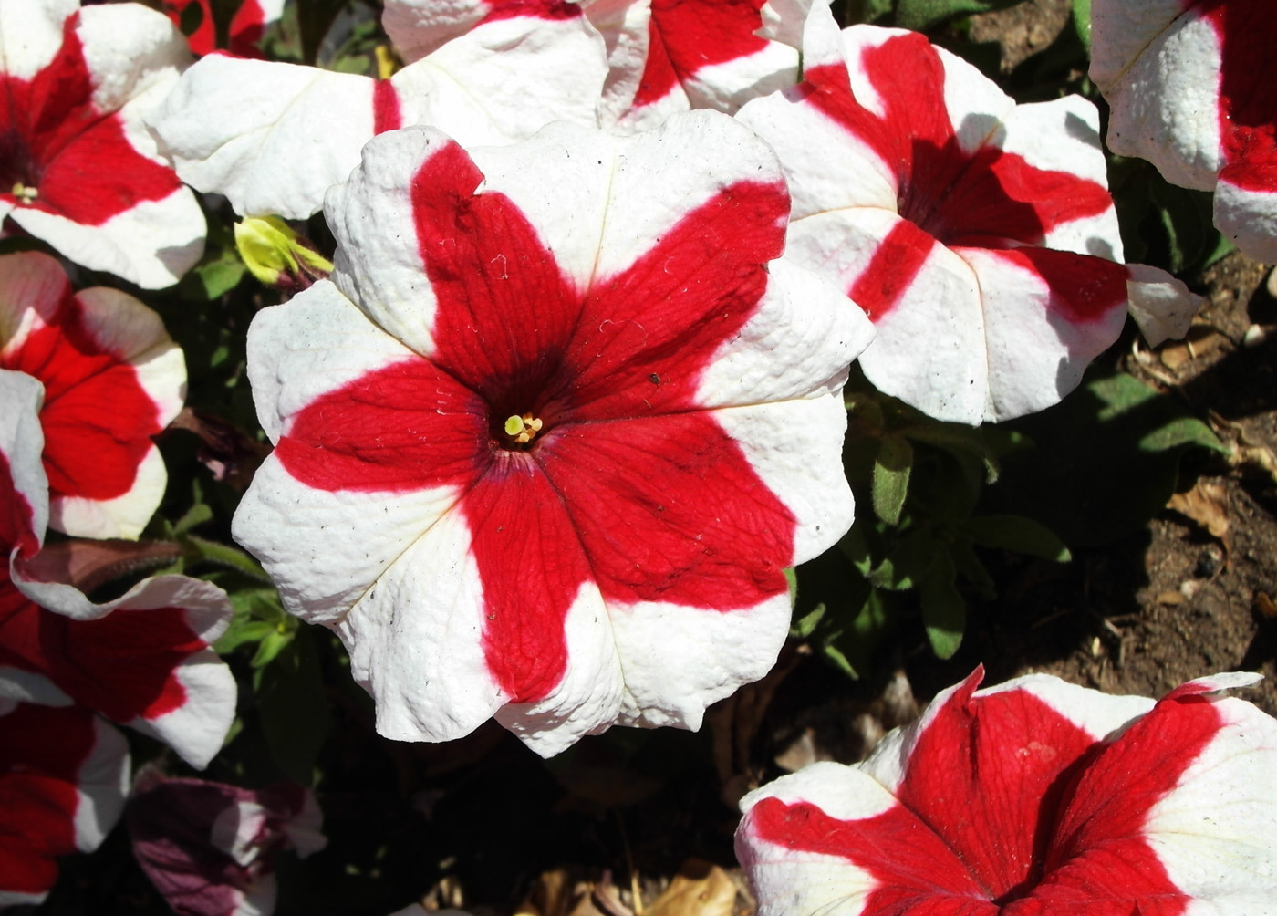 Изображение особи Petunia &times; hybrida.