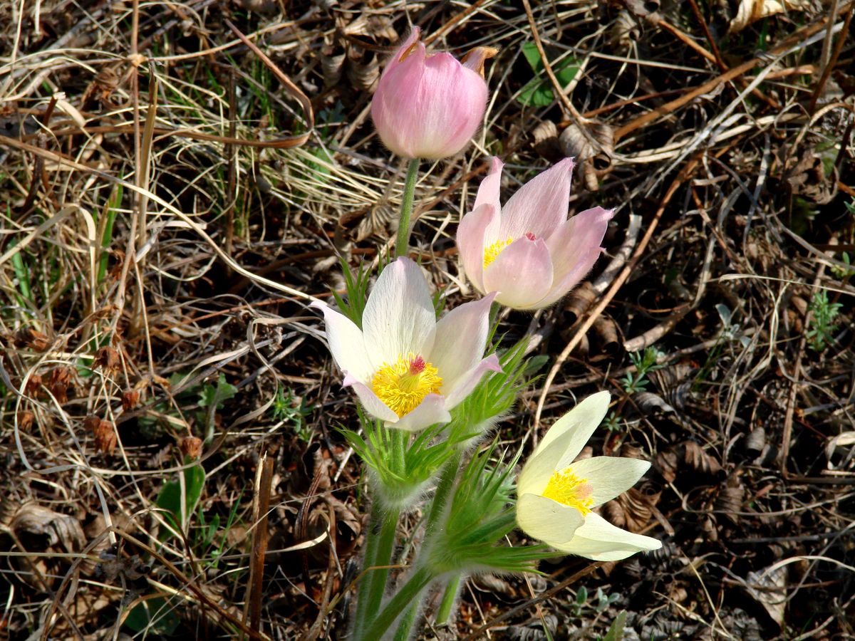 Image of Pulsatilla orientali-sibirica specimen.