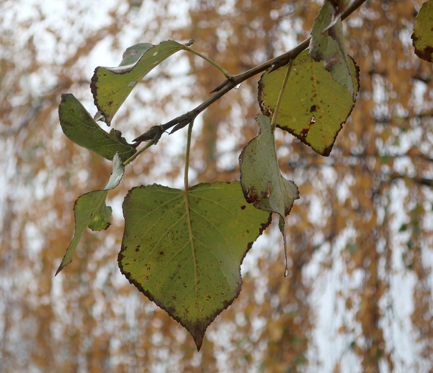 Image of genus Populus specimen.